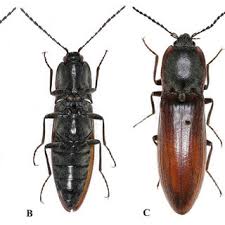 Attēlu rezultāti vaicājumam “Anostirus castaneus”