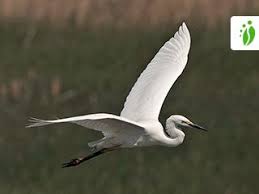 Attēlu rezultāti vaicājumam “Egretta alba”