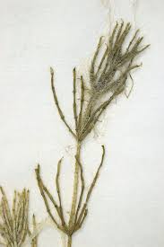 Attēlu rezultāti vaicājumam “Chara aspera”