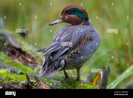 Attēlu rezultāti vaicājumam “Anas crecca male”