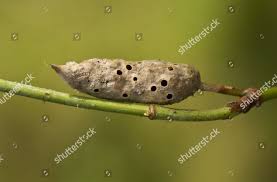 Attēlu rezultāti vaicājumam “Diastrophus rubi”