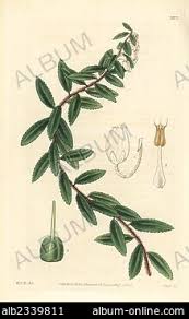 Attēlu rezultāti vaicājumam “Gaultheria cuneata”