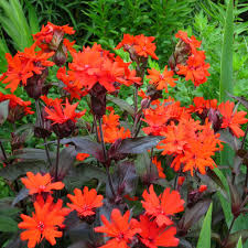 Attēlu rezultāti vaicājumam “Silene x arkwrightii Vesuvius flower”