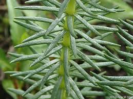 Attēlu rezultāti vaicājumam “Hippuris vulgaris”