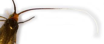 Attēlu rezultāti vaicājumam “Nemophora metallica”