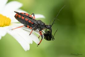Attēlu rezultāti vaicājumam “Rhynocoris annulatus imago”