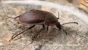 Attēlu rezultāti vaicājumam “Phosphuga atrata”