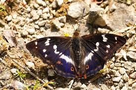 Attēlu rezultāti vaicājumam “Apatura iris female”