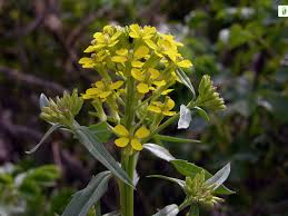 Attēlu rezultāti vaicājumam “Erysimum cheiranthoides flower”