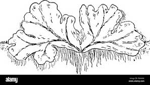 Attēlu rezultāti vaicājumam “Seligeria pusilla sporophyte”