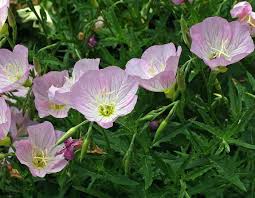 Image result for Oenothera odorata