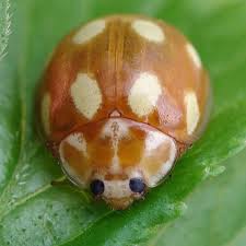 Attēlu rezultāti vaicājumam “Calvia decemguttata larva”