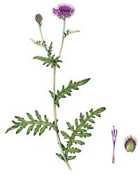 Attēlu rezultāti vaicājumam “Centaurea scabiosa flower”