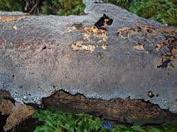 Attēlu rezultāti vaicājumam “Peniophora laurentii”