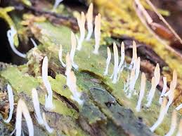 Attēlu rezultāti vaicājumam “Multiclavula mucida”