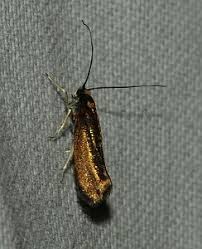 Attēlu rezultāti vaicājumam “Agonopterix hypericella imago”
