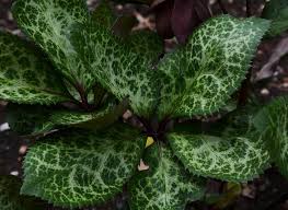 Attēlu rezultāti vaicājumam “Juncus nastanthus”