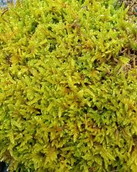 Attēlu rezultāti vaicājumam “Hypnum cupressiforme sporophyte”
