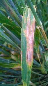 Attēlu rezultāti vaicājumam “Mycosphaerella millegrana”