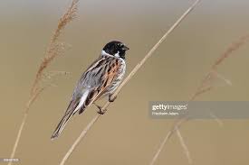 Attēlu rezultāti vaicājumam “Emberiza schoeniclus male”