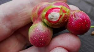 Attēlu rezultāti vaicājumam “Magnolia kobus fruit”