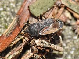 Attēlu rezultāti vaicājumam “Eremocoris plebejus”