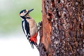 Attēlu rezultāti vaicājumam “Dendrocopos major male”