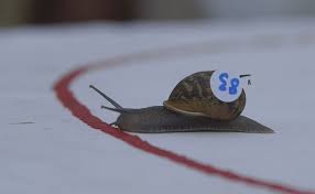 Image result for World Snail Racing Championships