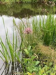 Attēlu rezultāti vaicājumam “Butomus umbellatus fruit”