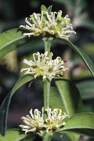 Attēlu rezultāti vaicājumam “Buxus sempervirens flower”