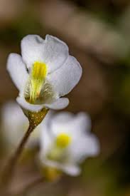 Attēlu rezultāti vaicājumam “Pinguicula alpina”