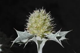 Attēlu rezultāti vaicājumam “Eryngium maritimum”