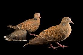 Image result for Streptopelia orientalis