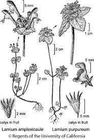 Attēlu rezultāti vaicājumam “Lamium purpureum flower”