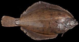 Image result for Pseudopleuronectes americanus