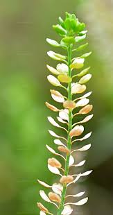 Attēlu rezultāti vaicājumam “Lepidium densiflorum fruit”