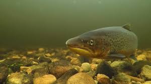 Image result for Salmo trutta