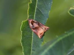 Attēlu rezultāti vaicājumam “Archips podana male”