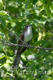 Image result for Coccyzus erythropthalmus