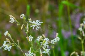 Attēlu rezultāti vaicājumam “Silene nutans flower”