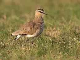 Image result for Vanellus gregarius