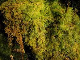 Attēlu rezultāti vaicājumam “Palustriella decipiens”