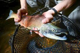 Image result for Oncorhynchus nerka