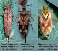 Attēlu rezultāti vaicājumam “Miridae”