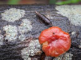 Attēlu rezultāti vaicājumam “Peniophora laurentii”