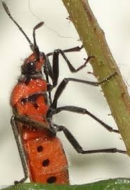 Attēlu rezultāti vaicājumam “Corizus hyoscyami”