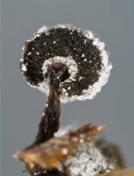 Attēlu rezultāti vaicājumam “Didymium melanospermum spores”