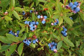 Attēlu rezultāti vaicājumam “Vaccinium angustifolium”