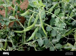 Attēlu rezultāti vaicājumam “Pisum sativum leaf”