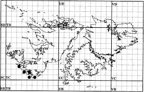 Attēlu rezultāti vaicājumam “Juncus nastanthus”